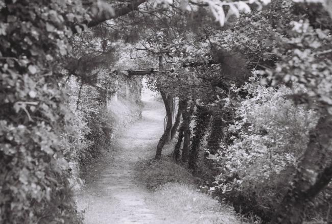 chemin à  la Roche